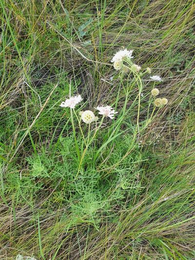 Lomelosia isetensis, photographed by Анна Митрошенкова
