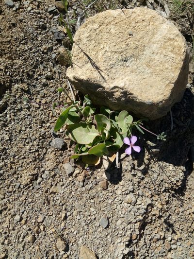 Moricandia suffruticosa, photographed by Karim Haddad