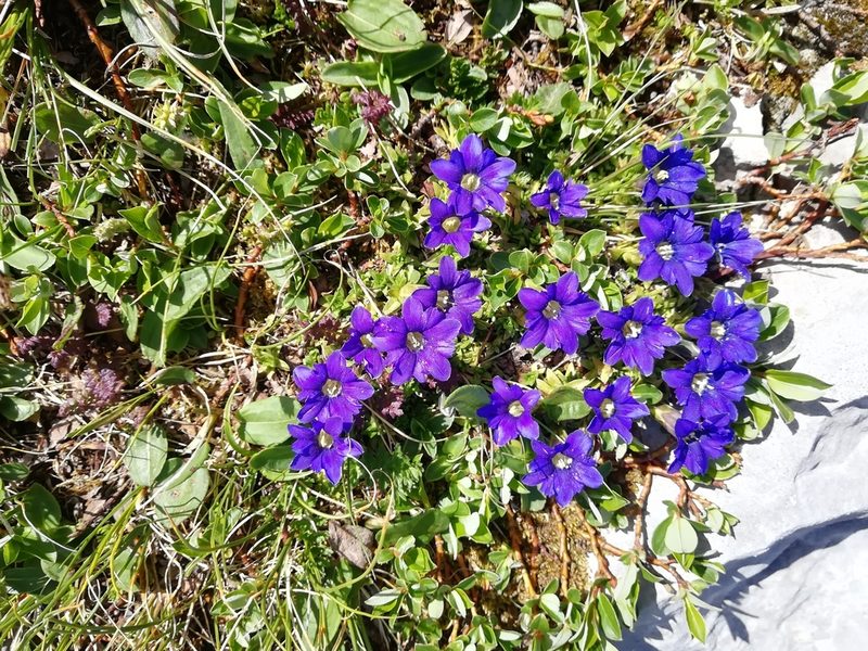 Gentiana dshimilensis, photographed by Екатерина Кропочева