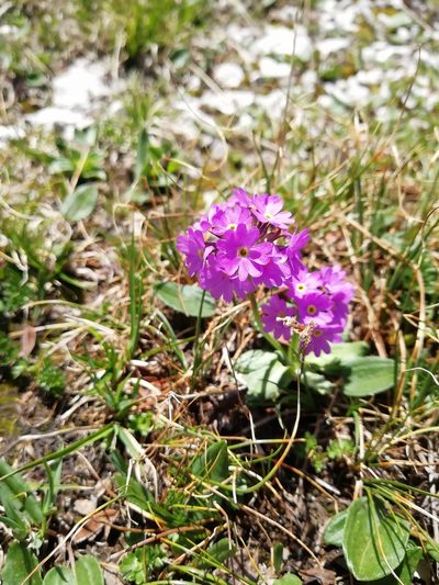 Primula algida, photographed by Екатерина Кропочева