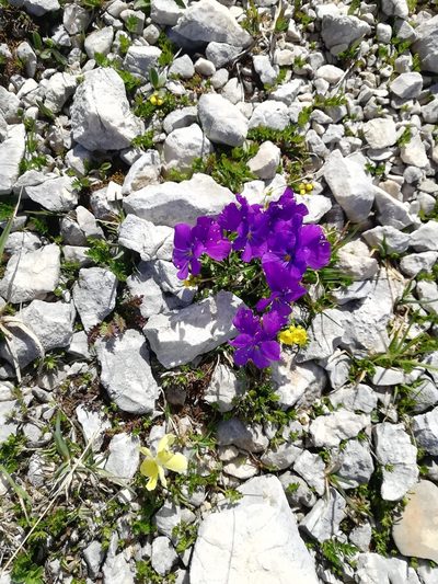 Viola oreades, photographed by Екатерина Кропочева