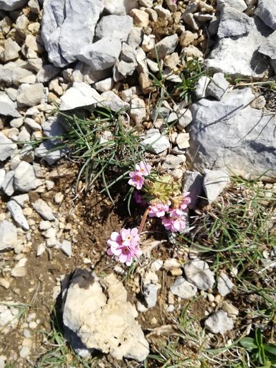 Androsace albana, photographed by Екатерина Кропочева