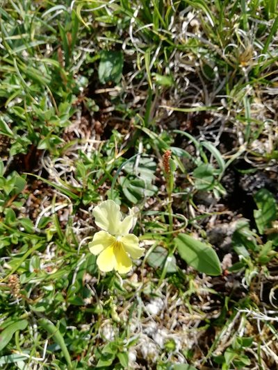 Viola oreades, photographed by Екатерина Кропочева