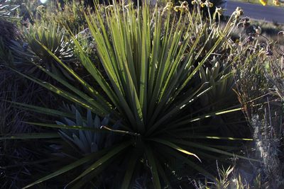 Puya goudotiana, photographed by Andrés Ramírez-Barrera