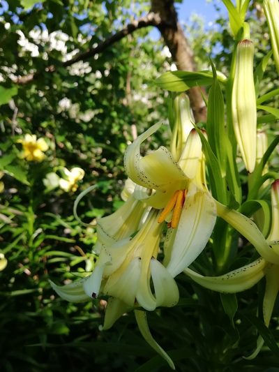 Lilium monadelphum, photographed by Екатерина Кропочева
