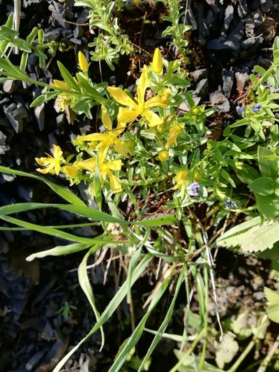 Hypericum orientale, photographed by Екатерина Кропочева