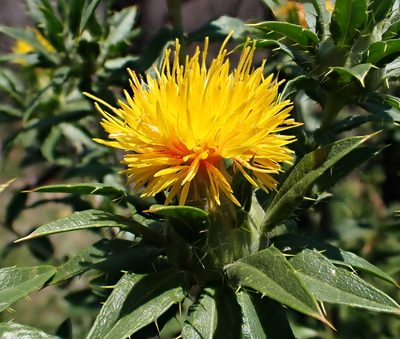 Carthamus tinctorius, photographed by Mike Palmer