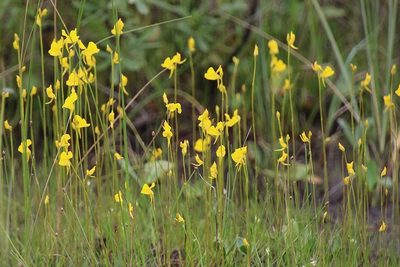 Utricularia cornuta, photographed by er-birds