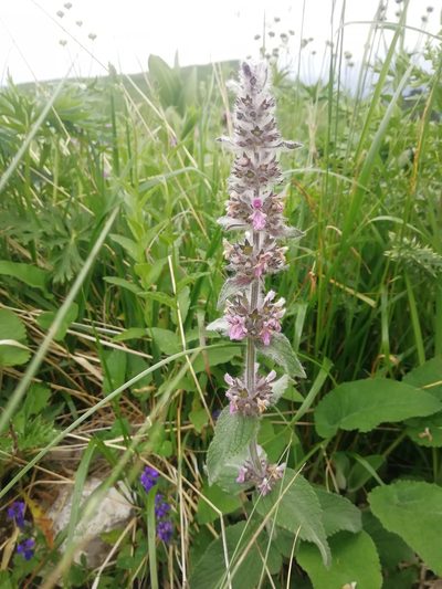 Stachys balansae, photographed by Екатерина Кропочева