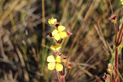 Castratella piloselloides, photographed by Andrés Ramírez-Barrera