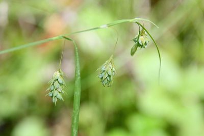 Carex magellanica, photographed by er-birds