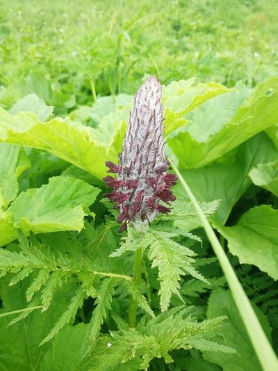 Pedicularis atropurpurea, photographed by Екатерина Кропочева