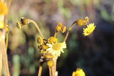 Espeletia boyacensis, photographed by Andrés Ramírez-Barrera
