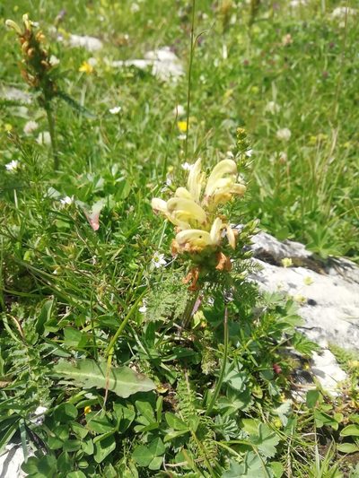 Pedicularis chroorrhyncha, photographed by Екатерина Кропочева