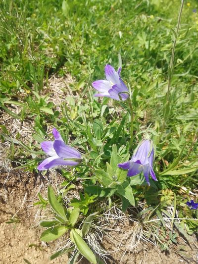 Campanula tridentata, photographed by Екатерина Кропочева