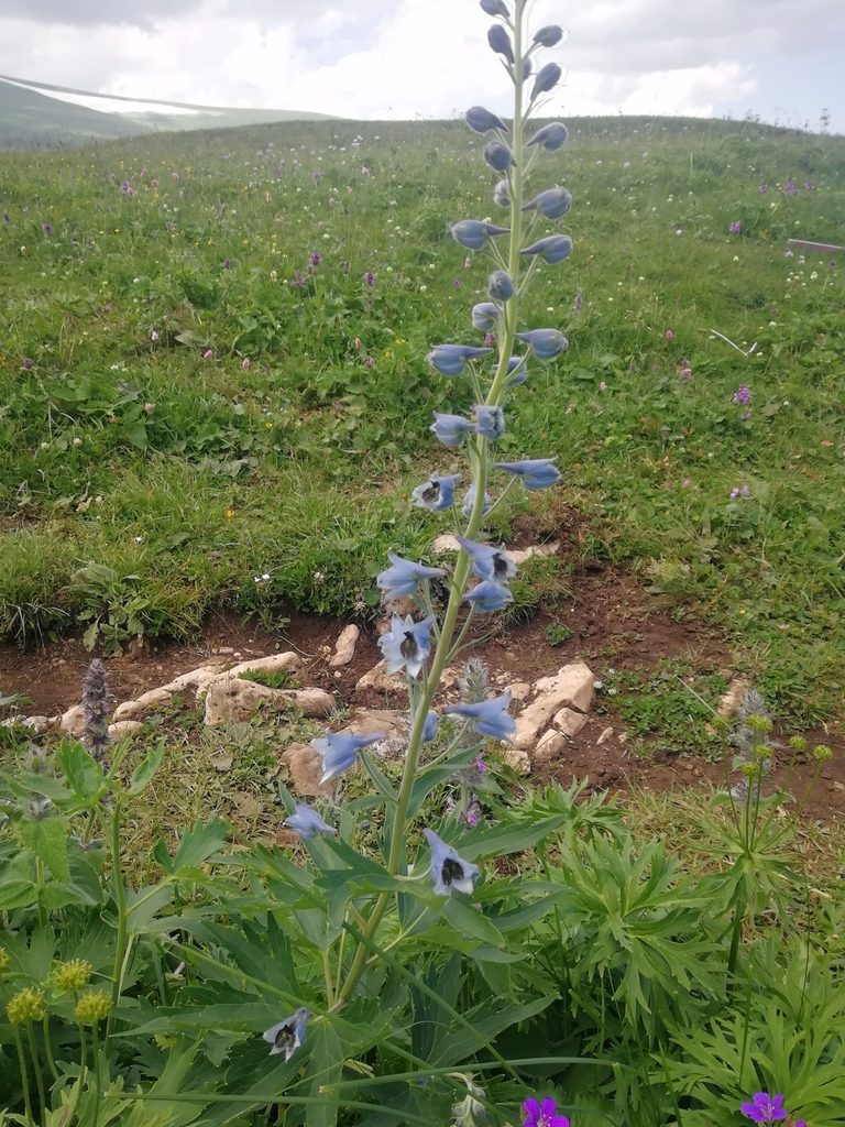 Delphinium dasycarpum, photographed by Екатерина Кропочева