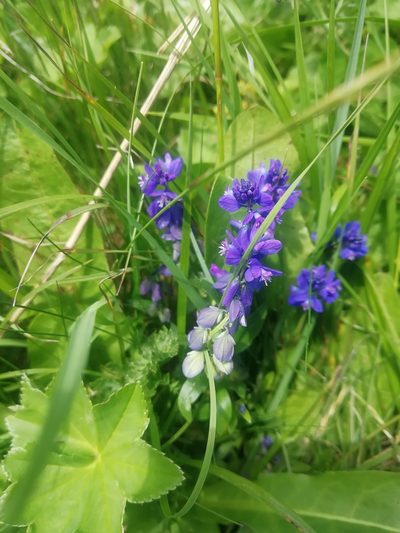 Polygala caucasica, photographed by Екатерина Кропочева