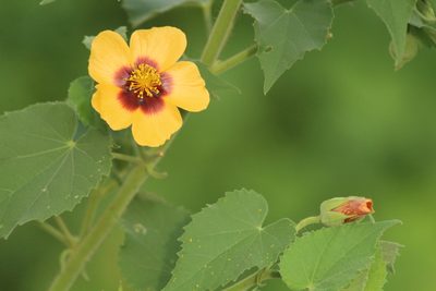 Abutilon hirtum, photographed by Haneesh K M