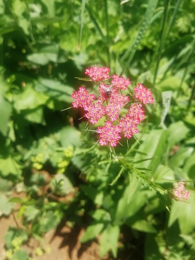 Chaerophyllum roseum, photographed by Екатерина Кропочева