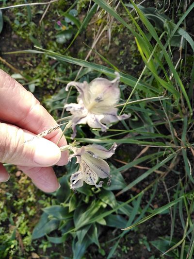 Gladiolus recurvus, photographed by melda