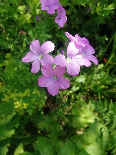 Linum hypericifolium, photographed by Екатерина Кропочева