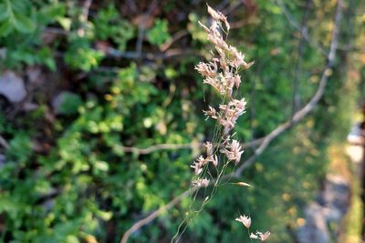 Agrostis canina, photographed by Jarmo Tahvanainen