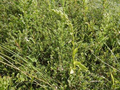 Epipactis dunensis, photographed by pete_gateley