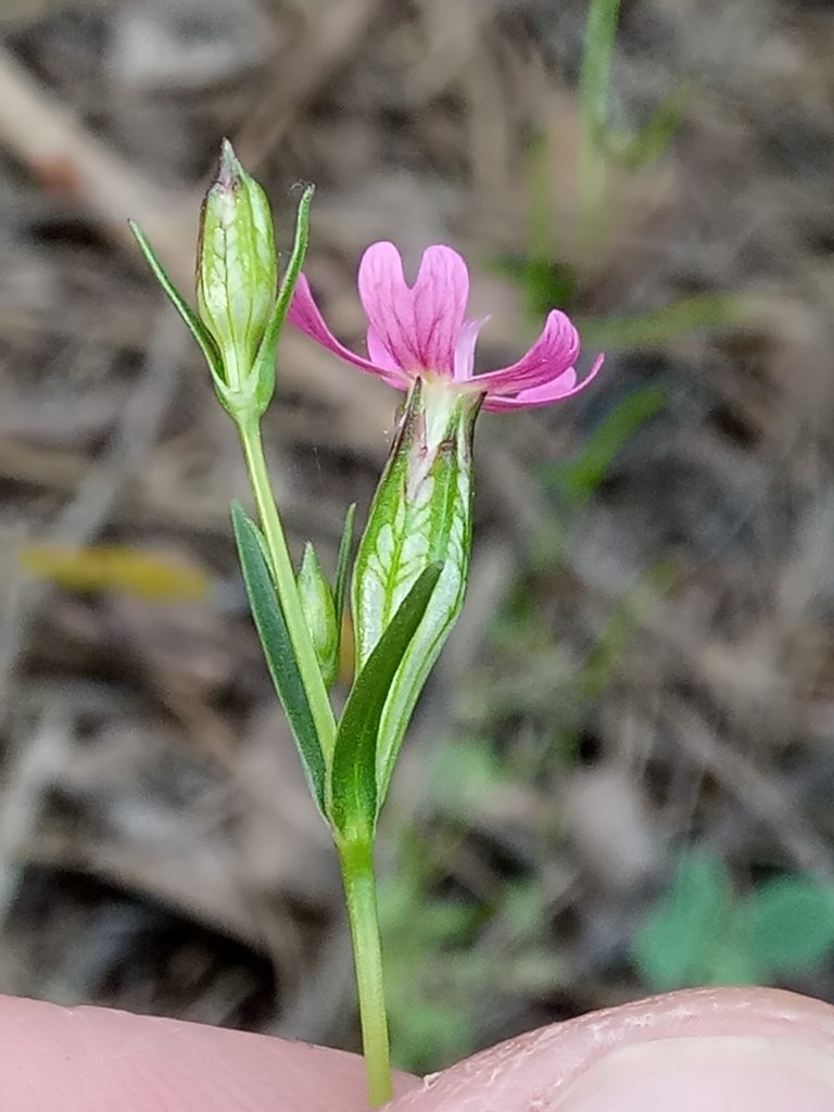 Silene stricta, photographed by Karim Haddad