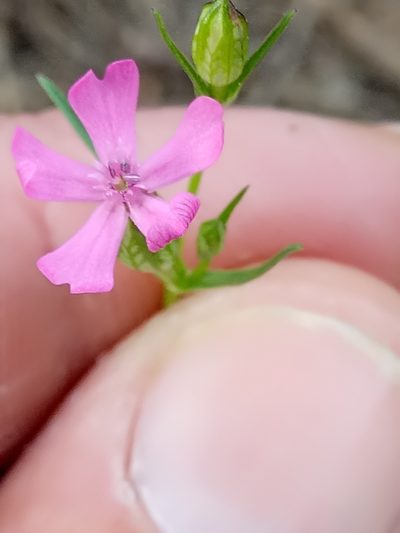 Silene stricta, photographed by Karim Haddad