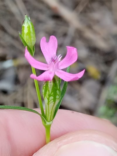 Silene stricta, photographed by Karim Haddad