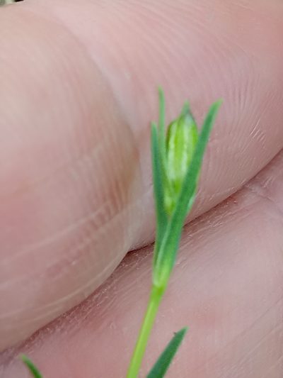 Silene stricta, photographed by Karim Haddad