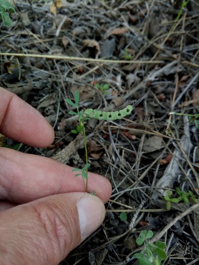 Hippocrepis unisiliquosa, photographed by Karim Haddad