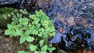 Chrysosplenium tetrandrum, photographed by Tero Linjama