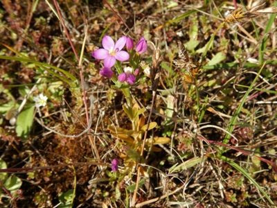 Centaurium littorale, photographed by pete_gateley