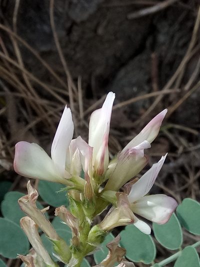 Sulla pallida, photographed by Karim Haddad