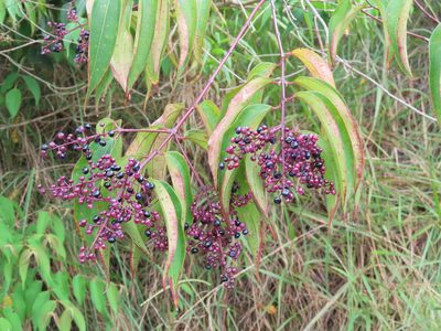 Miconia minutiflora, photographed by Juan C. Espinosa
