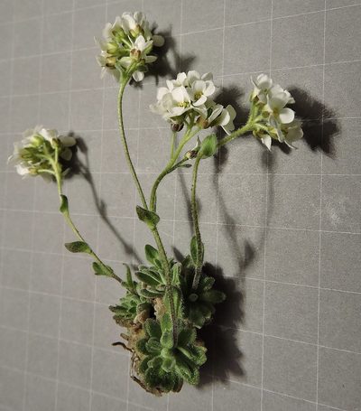 Draba tomentosa, photographed by Karsten Rohweder