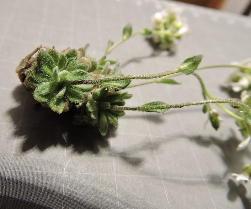 Draba tomentosa, photographed by Karsten Rohweder