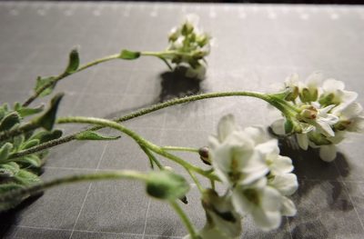 Draba tomentosa, photographed by Karsten Rohweder