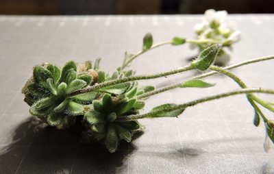 Draba tomentosa, photographed by Karsten Rohweder