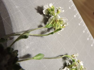 Draba tomentosa, photographed by Karsten Rohweder