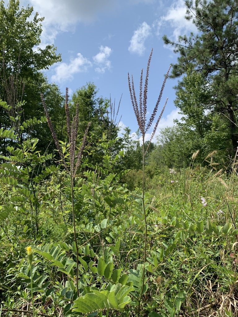 Amorpha paniculata, photographed by Laura Clark