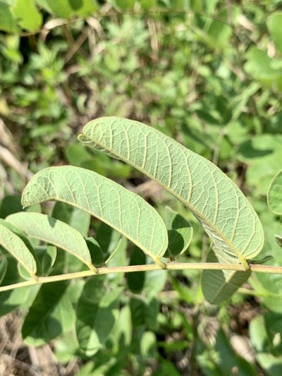 Amorpha paniculata, photographed by Laura Clark