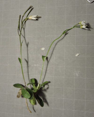 Arabis stellulata, photographed by Karsten Rohweder
