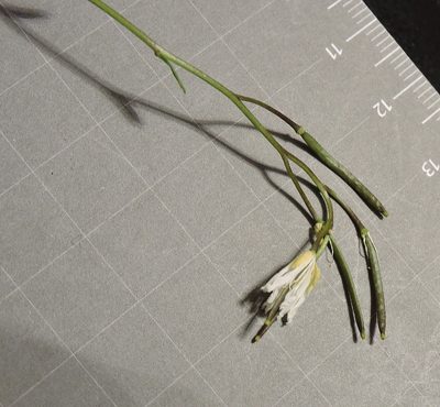 Arabis stellulata, photographed by Karsten Rohweder