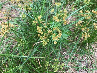 Cyperus entrerianus, photographed by Aaron Boers