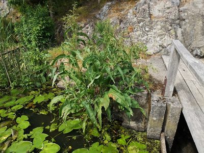 Rumex hydrolapathum, photographed by Jens-Christian Svenning