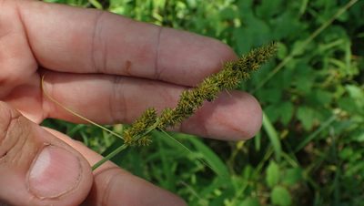 Carex vulpinoidea, photographed by John Abrams