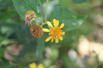Tilesia baccata, photographed by Andrés Ramírez-Barrera