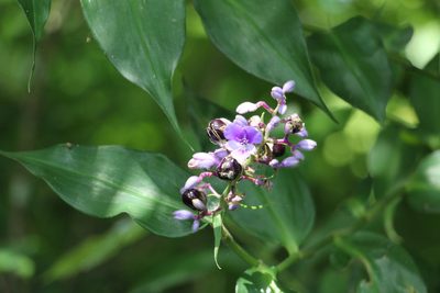 Dichorisandra villosula, photographed by Andrés Ramírez-Barrera